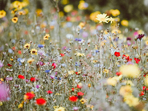 Wildflower meadows in East Lothian.