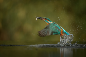 East Lothian River Connections brings together projects protecting our waterways. Photo: Vincent van Zalinge, Unsplash